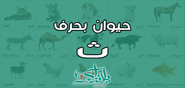 اسم حيوان بحرف الثاء ث - يلا نذاكر