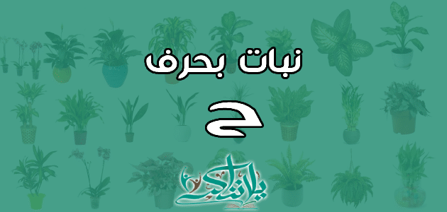 نبات حرف الحاء: كل ما تحتاج معرفته عن نباتات الركيزة في الثقافة السعودية