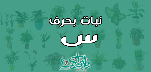 نبات بحرف الس: اكتشف الأنواع والفوائد والثقافة في المملكة العربية السعودية